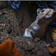 Illustration for article titled Natures Candids: The Best Wildlife Camera-Trap Photography Of 2014